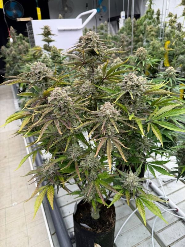 Instagram Cinderella Auto