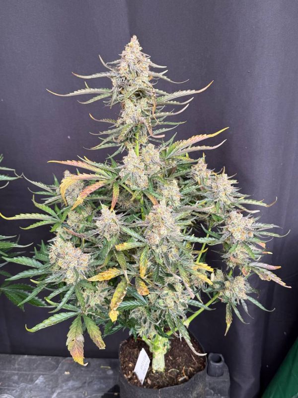 Instagram Big Bud Auto