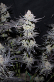 Instagram Tropicana Cookies FF