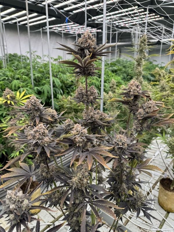 Instagram Banana Purple Punch Auto RF3