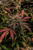 Instagram Strawberry Gorilla Auto