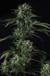 Instagram Banana Guava Auto™