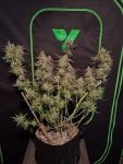 Instagram Mendo Frost Auto™