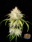 Instagram Mendo Frost Auto™