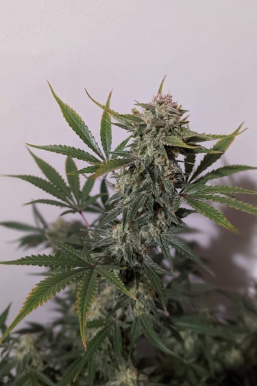 Instagram Trainwreck Auto