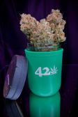 Instagram Strawberry Gorilla Auto