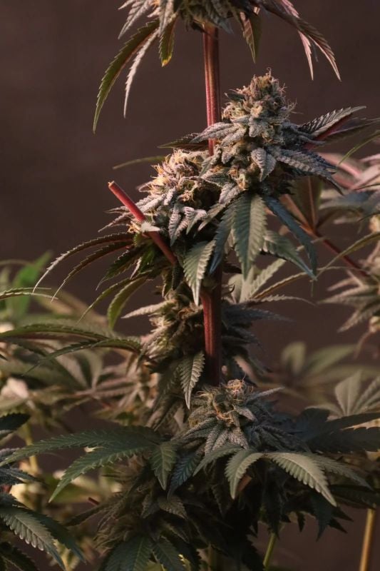 Instagram Fem Strong Strains Trial Pack