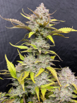 Instagram Gelato Auto