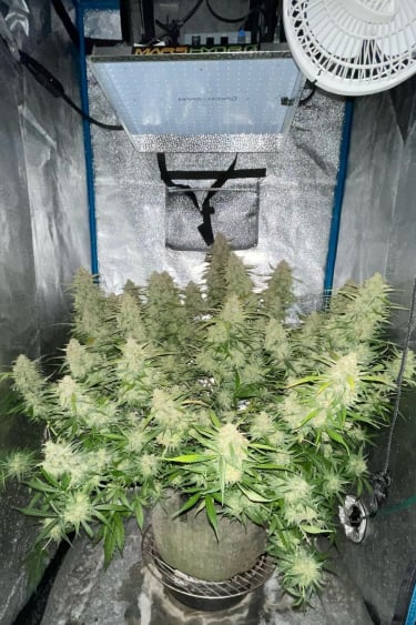 Instagram Green Crack Auto