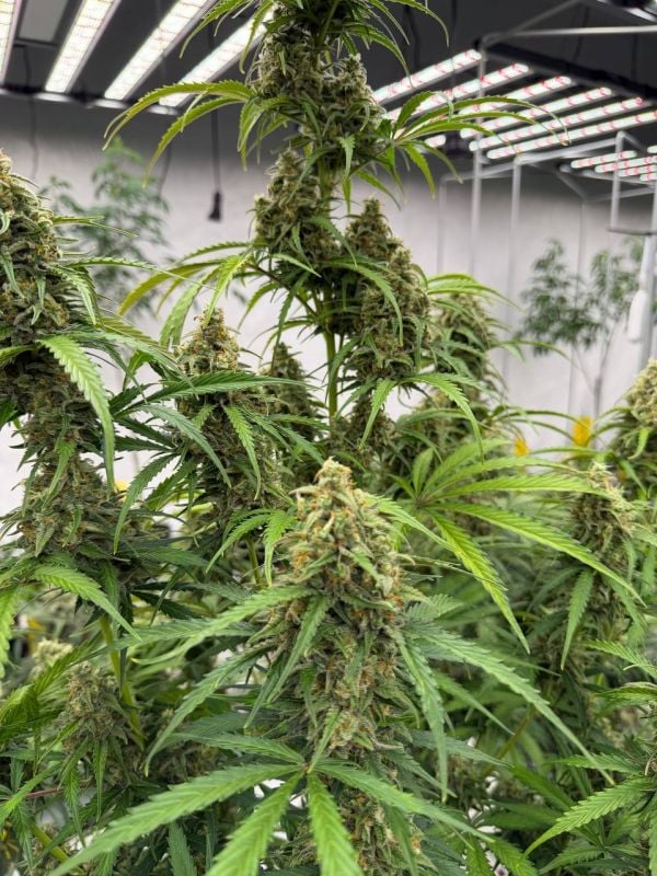 Instagram Jack Herer Auto