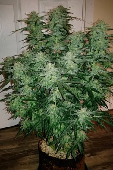 Instagram Six Shooter Auto