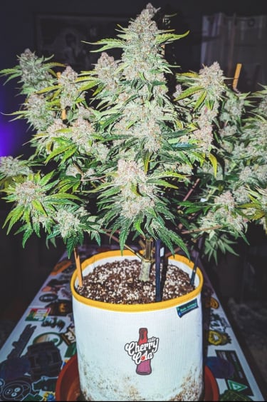 Instagram Cherry Cola Auto