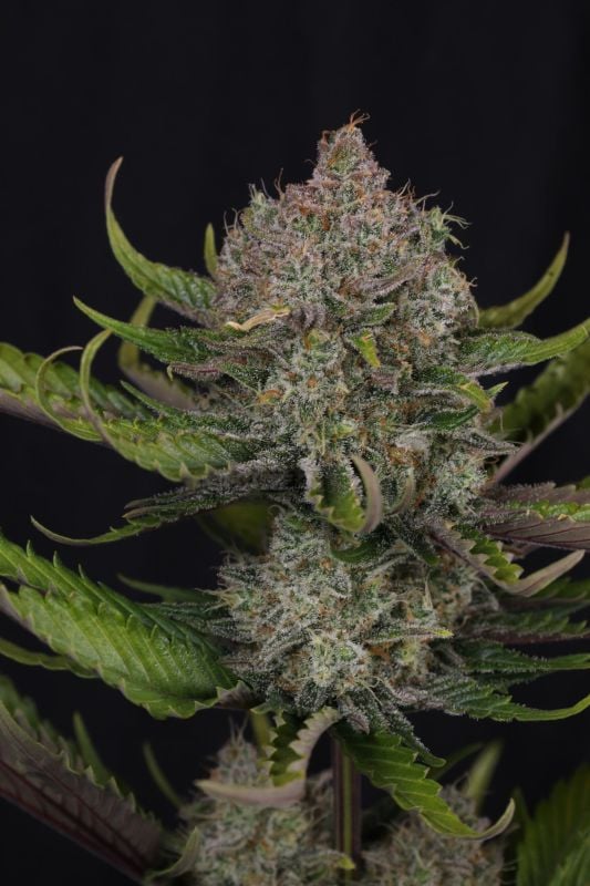 Instagram Guava Auto RF3