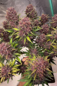 Instagram Banana Purple Punch Auto