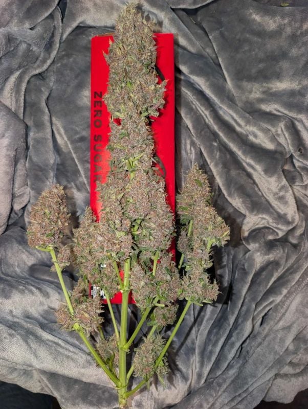 AUTO | Mango Cherry Runtz Auto™