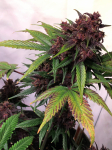 Instagram Blackberry Auto