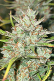 Instagram Pound Cake Auto™