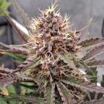 Instagram Guava Runtz Auto™