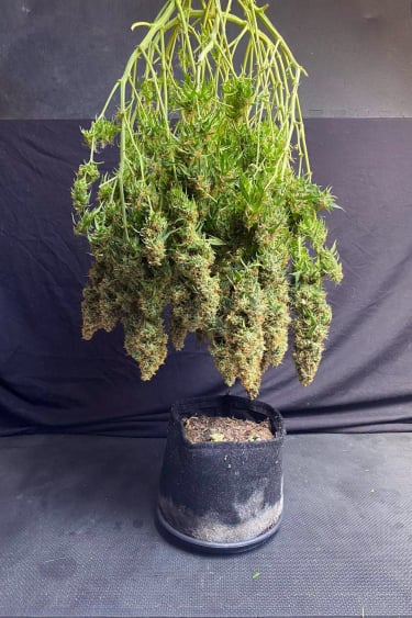 Instagram Mexican Airlines Auto