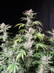 Instagram Cherry Cola Auto