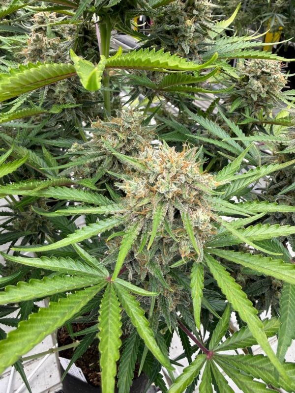 Instagram Cinderella Auto