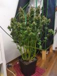 Instagram Banana Purple Punch Auto