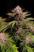 Instagram GG4 Sherbet FF