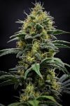 Instagram Mendo Cherry Cookies Auto™