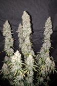 Instagram Papaya Cookies Auto™