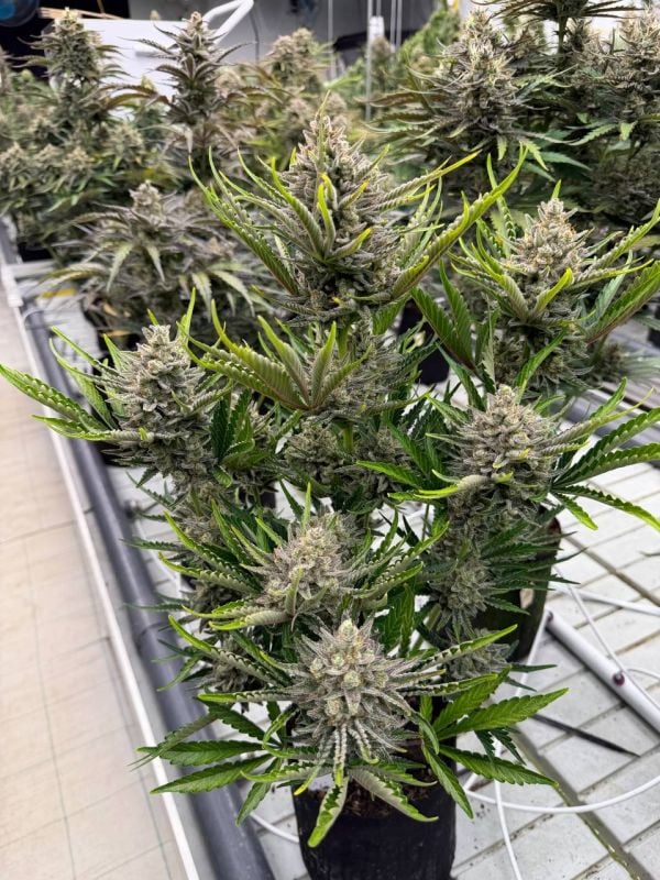 Instagram Trainwreck Auto