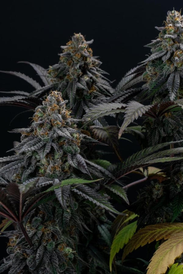 Instagram Lemon Cherry Runtz