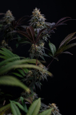 Instagram Lemon Cherry Runtz™