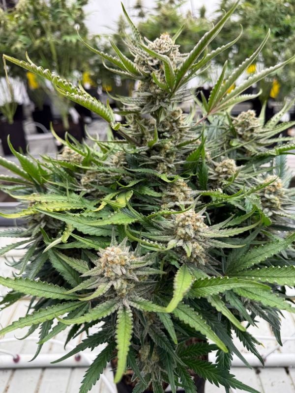 Instagram White Widow Auto