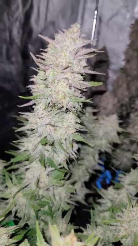 RF3 Auto Mix @darealricoswave DIS 