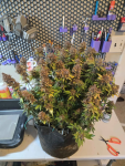 Instagram Purple Haze Auto™