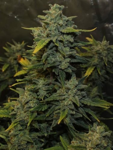 Instagram Chemdawg Auto