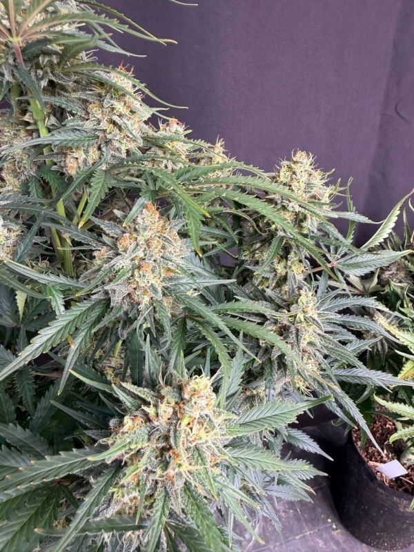 Instagram White Widow Auto