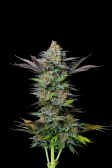 Instagram Tropicana Cookies FF