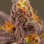 Instagram Lemon Cherry Runtz™