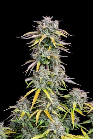 Instagram Big Bud Auto