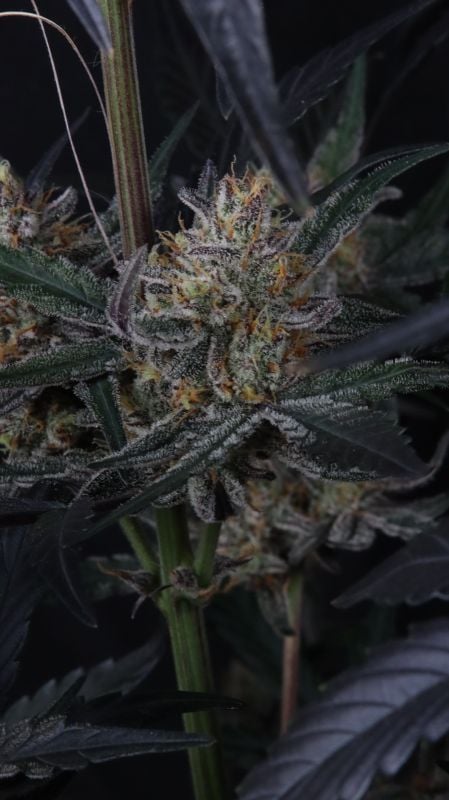 Instagram Guava Runtz Auto