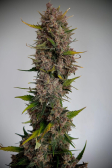 Instagram Papaya Cookies Auto™