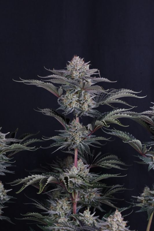 Instagram Mendo Frost Auto