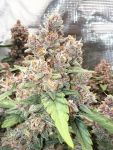 Instagram Lemon Cherry Cookies Auto