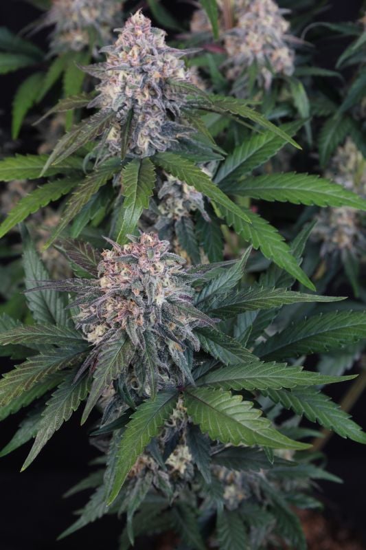 Instagram Lemon Cherry Sundae Auto