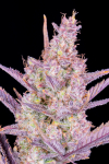 Instagram Gorilla Punch Auto
