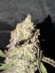Instagram Guava Runtz Auto™