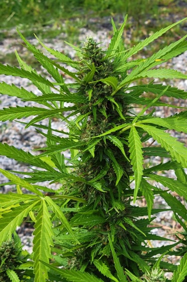 Instagram Blueberry Auto