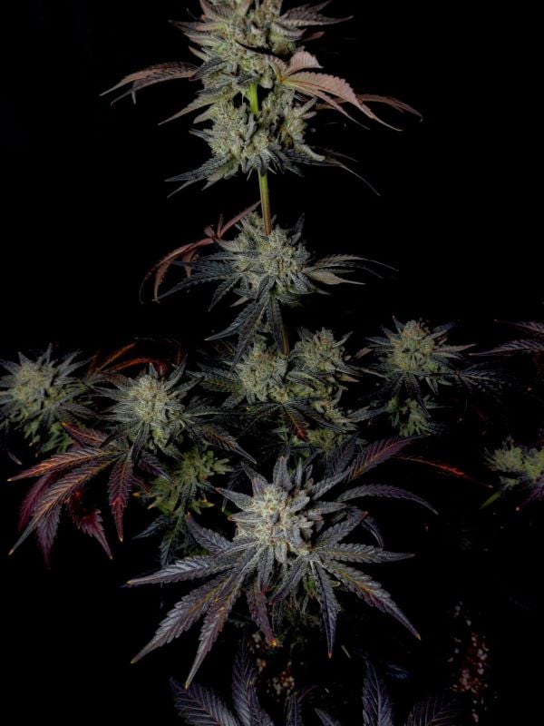 Instagram Mendo Frost Auto
