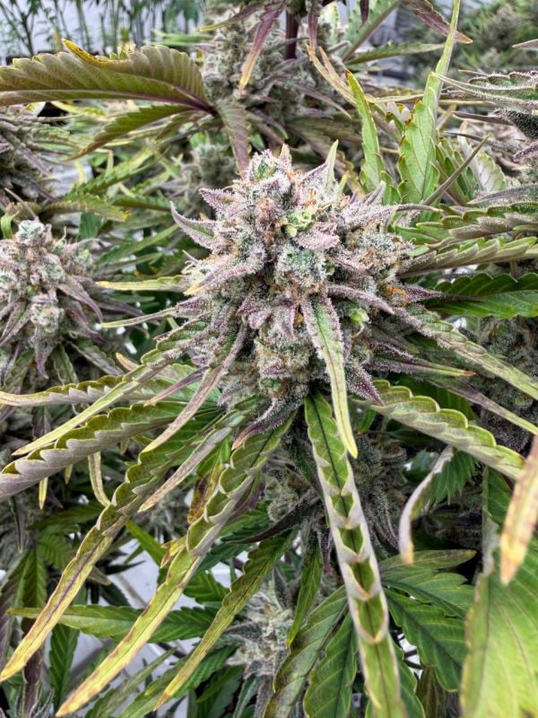 Instagram Cinderella Auto
